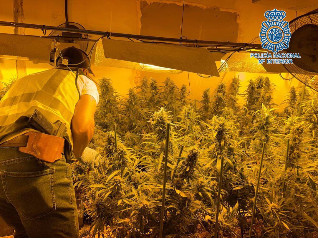 Una de las plantaciones de marihuana desmanteladas