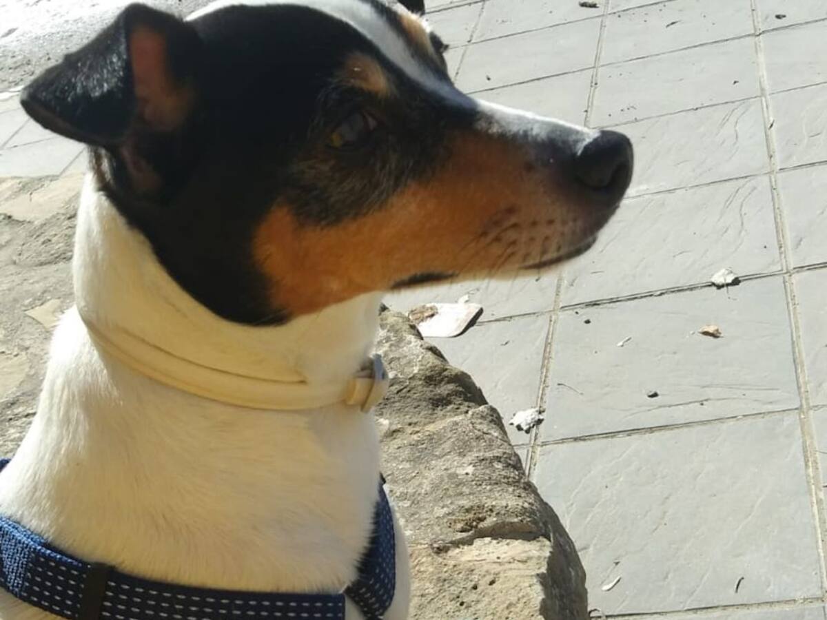 Laika vuelve a casa después de tres años desparecida