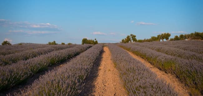 Campos de lavanda de la empresa Lavandaña de Huete (Cuenca).