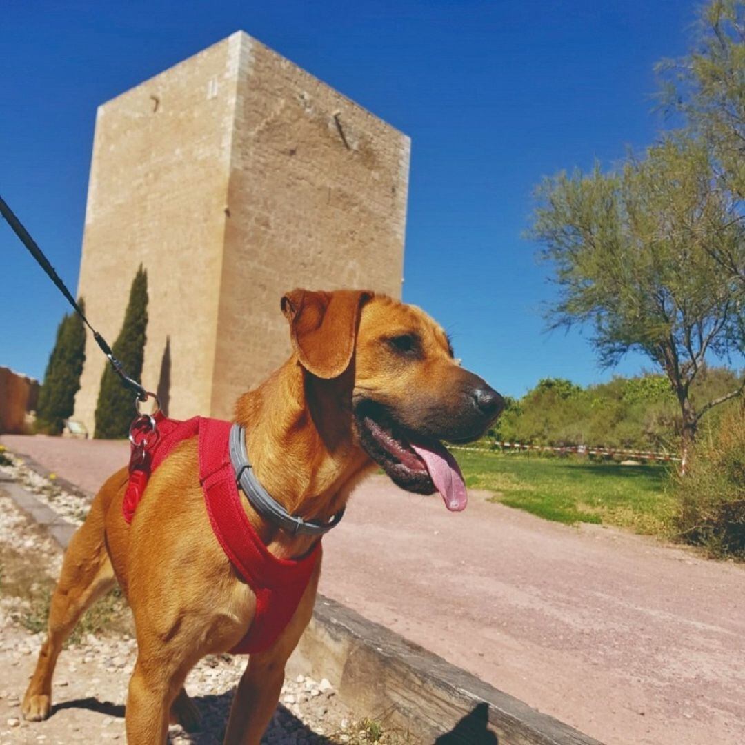 Lorca celebra San Antón, patrón de los animales con una ruta solidaria