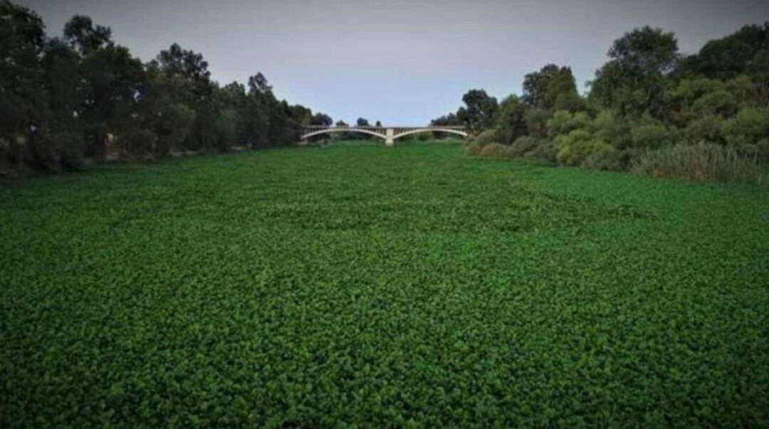 Camalote en el rio Guadiana