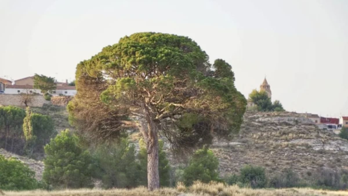 El pino Juan Molinera de Abengibre, 'Árbol del año en España 2025'