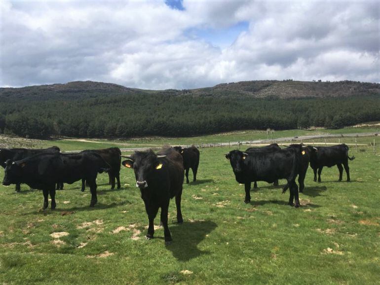 Ganado en la finca El Colmenar