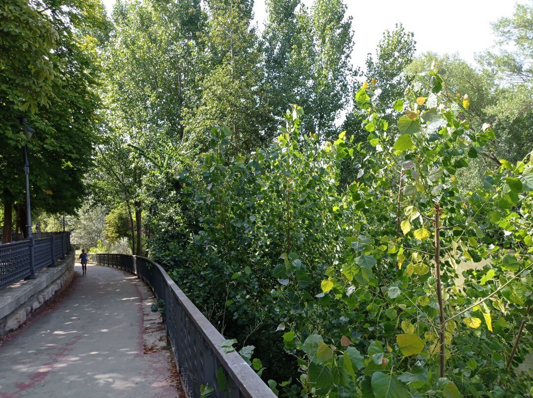 El Alcalde asegura que se integrará el río carrión con mejoras