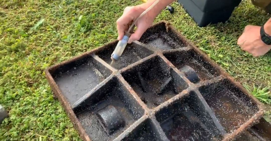 La formiga boja detectada al port de Barcelona