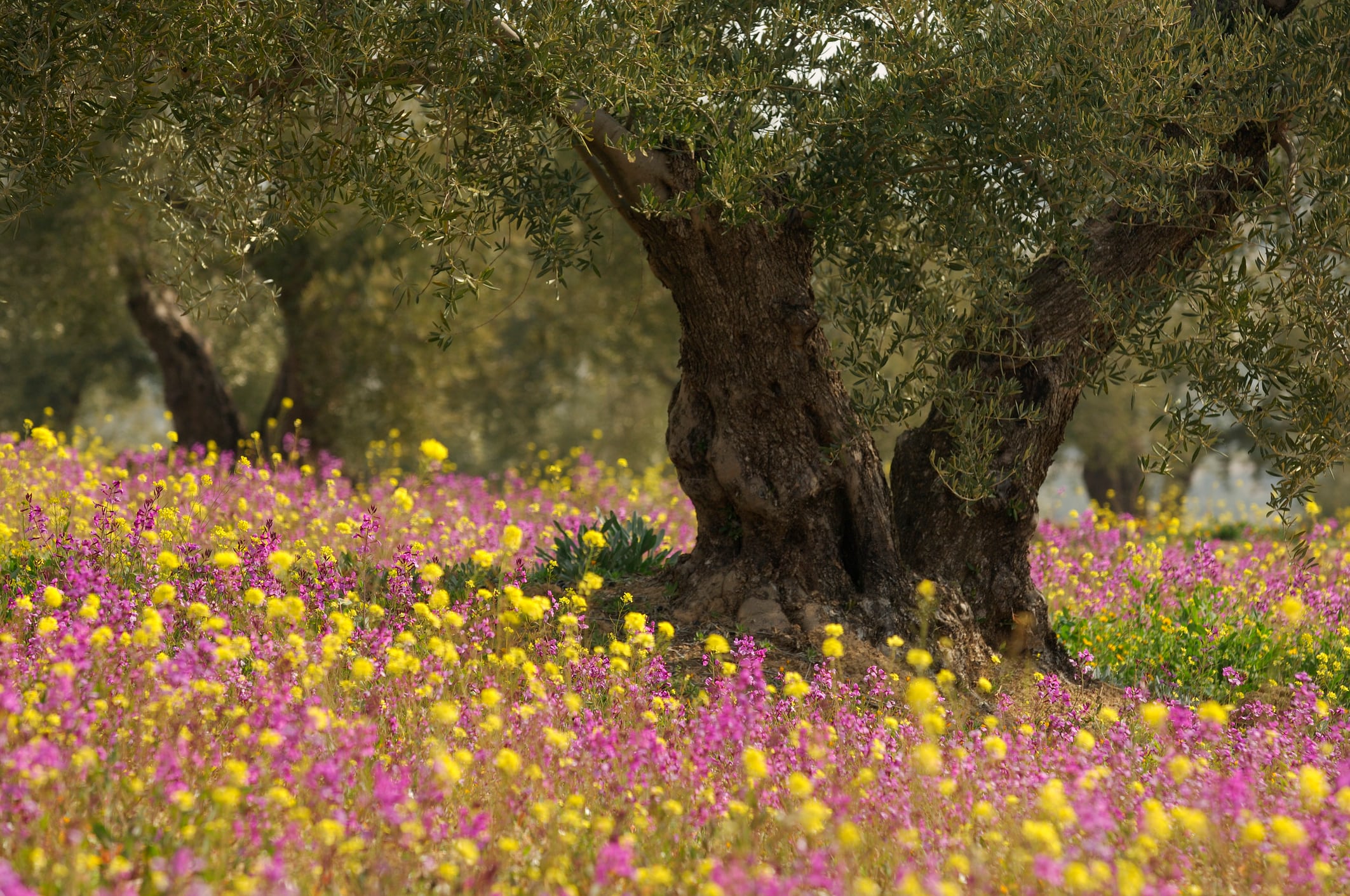 El olivar de Jaén, en plena primavera.