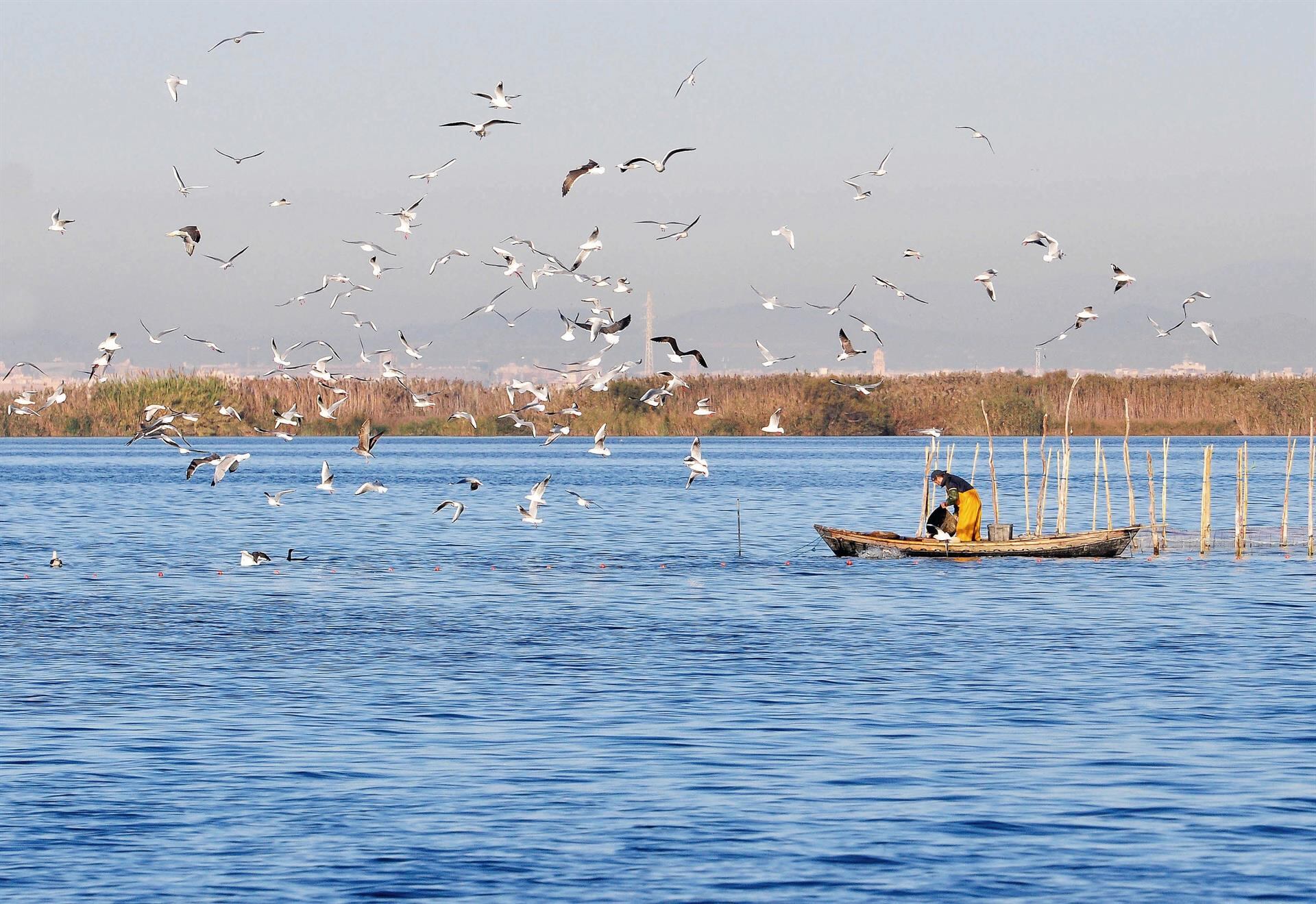 Imagen de archivo de L&#039;Albufera de València