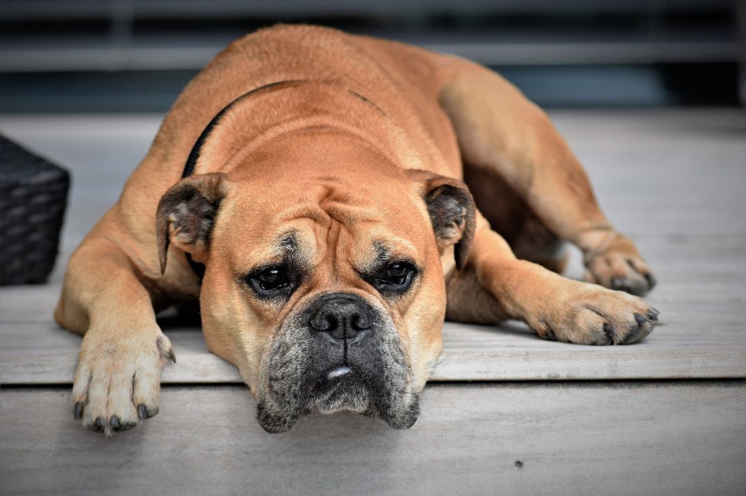 El bienestar animal durante la crisis sanitaria del COVID 19