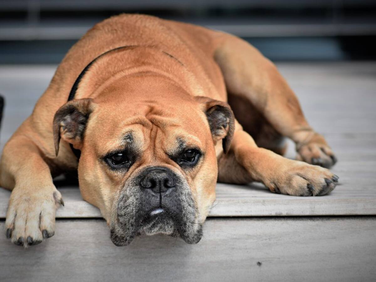 El bienestar animal durante la crisis sanitaria del COVID 19