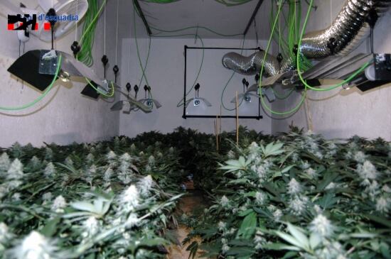 Les 306 plantes de marihuana decomissades al Vallès Occidental