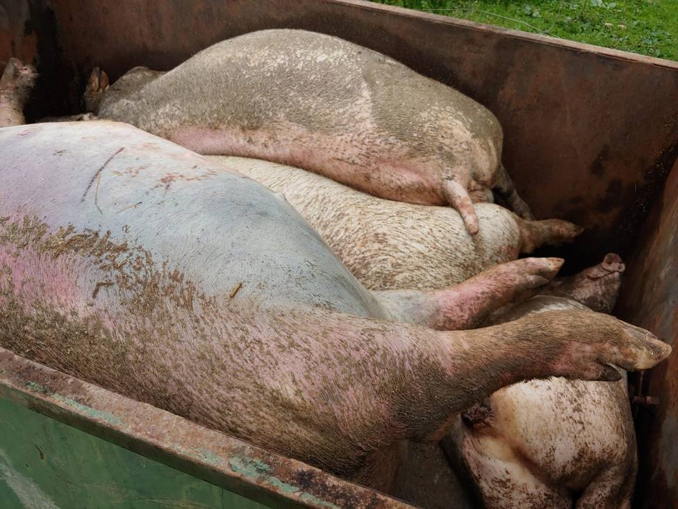 ASAJA Toledo advierte del aumento de muertes en las granjas de porcino por la falta de alimento