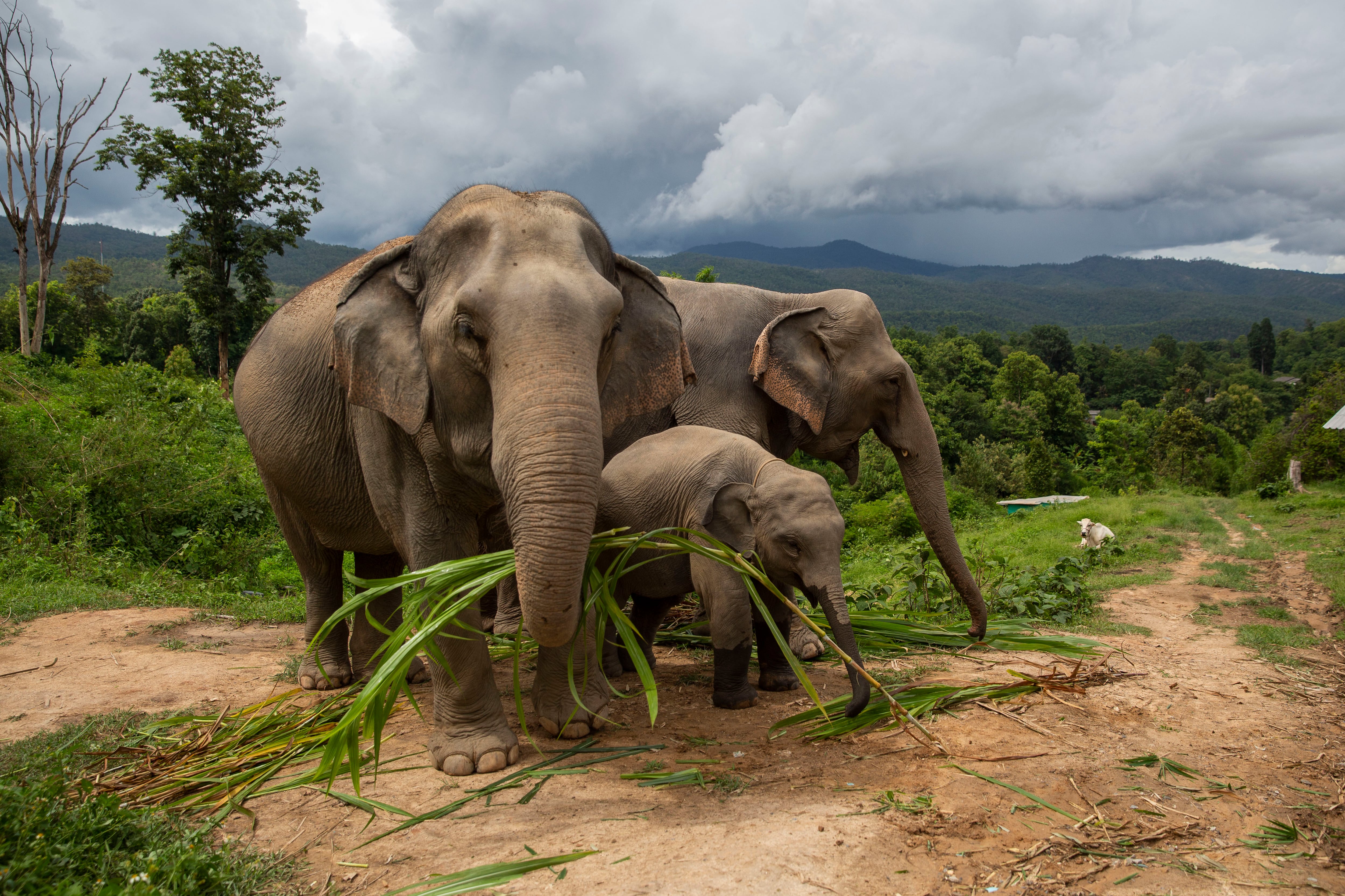 Elefantes en Tailandia