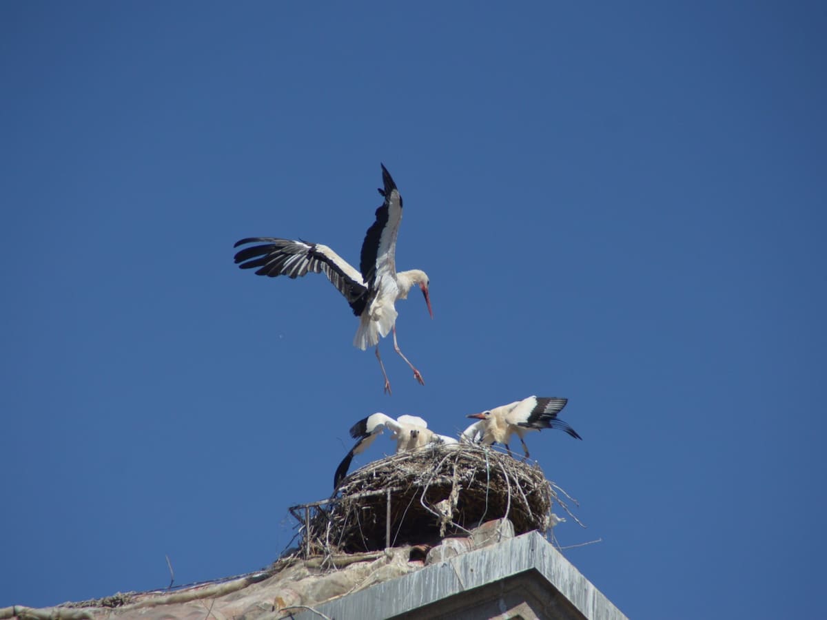 Alcalá de Henares celebra San Blas con cuatro rutas urbanas de las cigüeñas