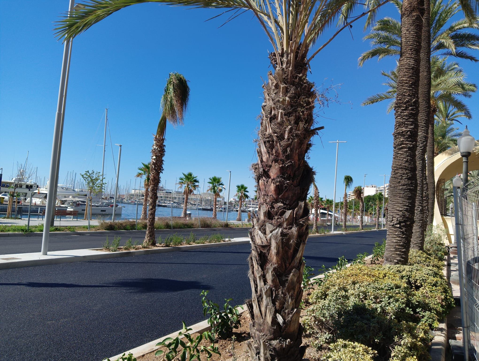 Las obras del Paseo de los Mártires de la Libertad en La Explanada de Alicante están a punto de finalizar. Falta por concluir detalles de jardinería, los conductos de agua, así como las marcas viales y el interior de la Plaza de la Gratitud.