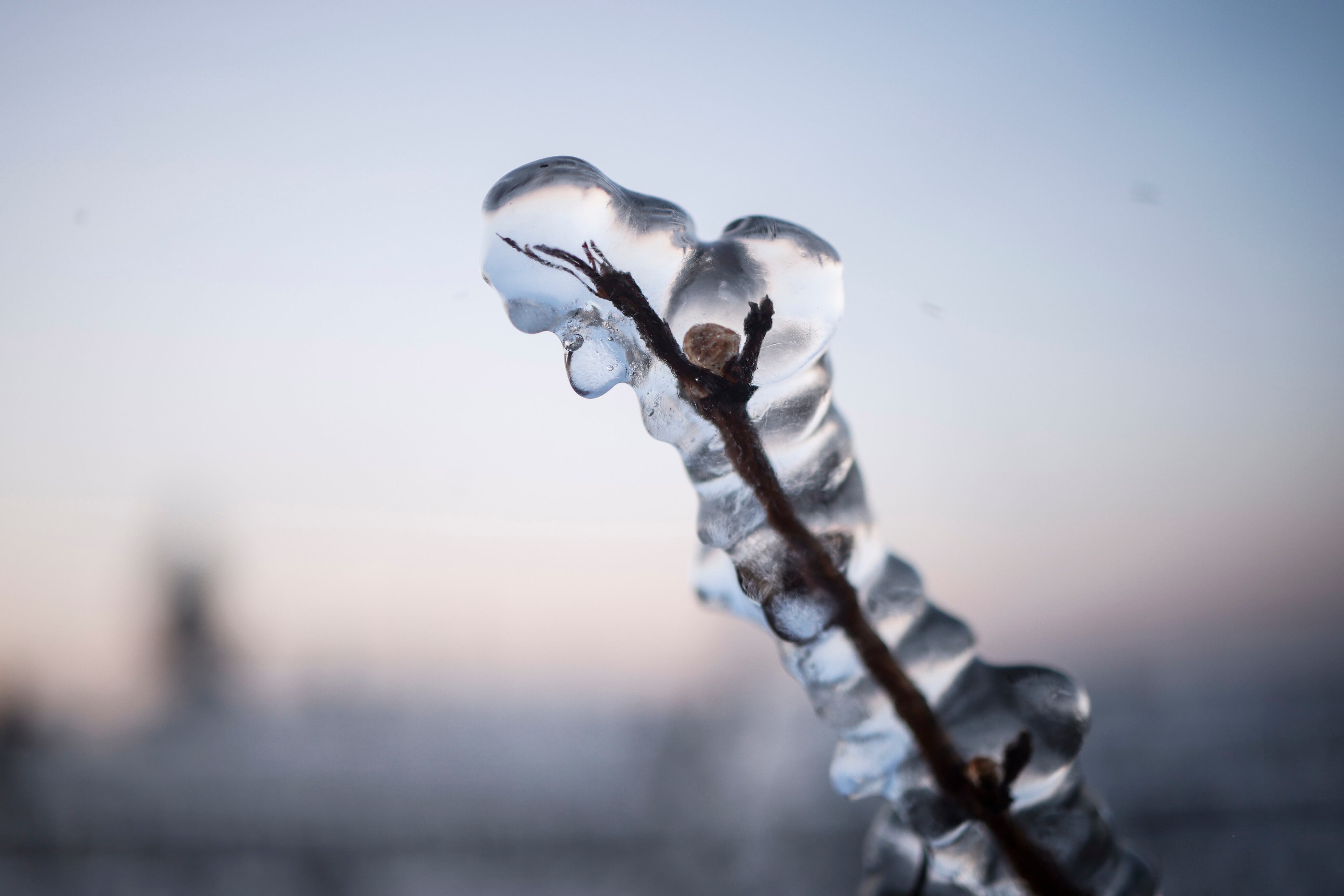 Un brote de un viñedo en flor helado