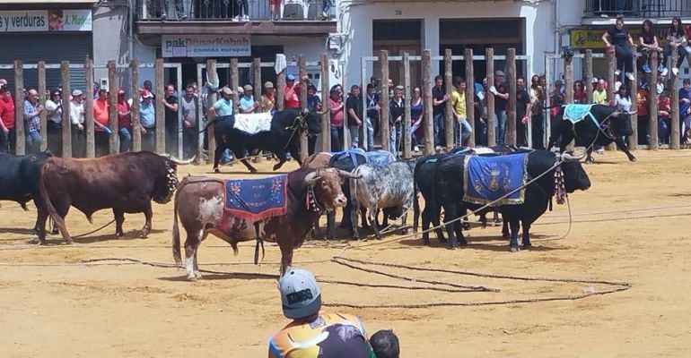 Suelta de toros ensogados en Beas de Segura.