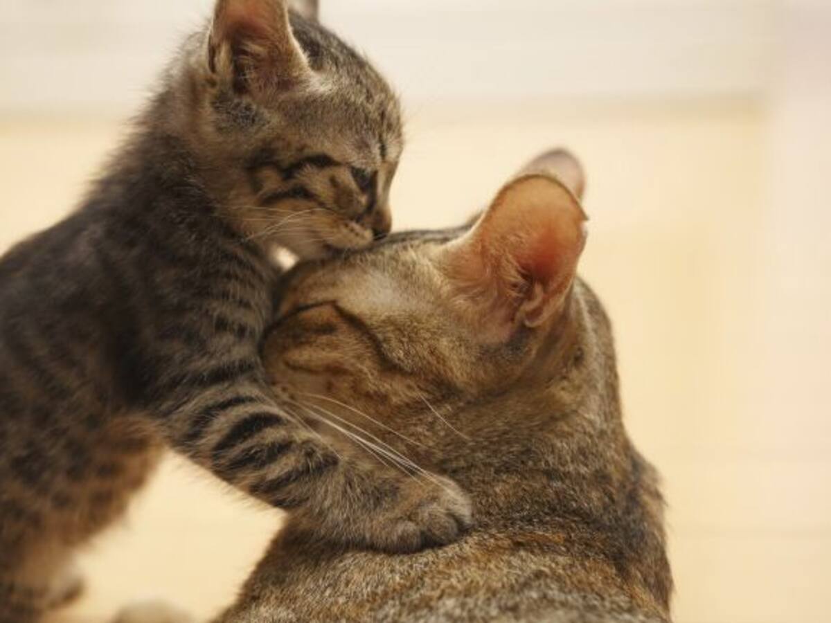 Se presenta en el Congreso de los Diputados el primer Manifiesto felino