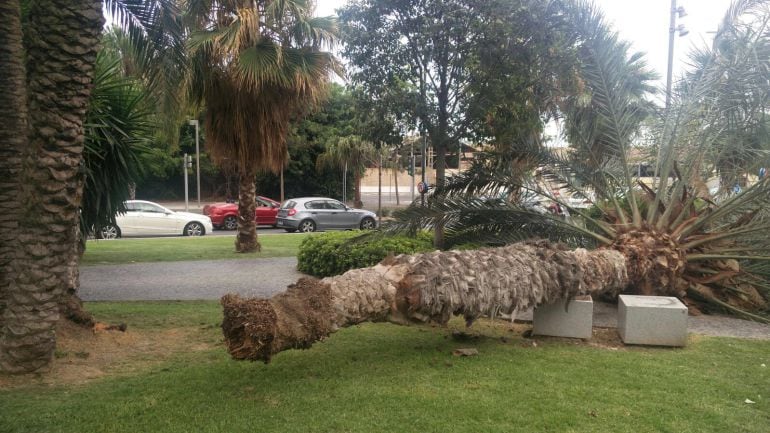 Palmera desplomada en parque Canalejas