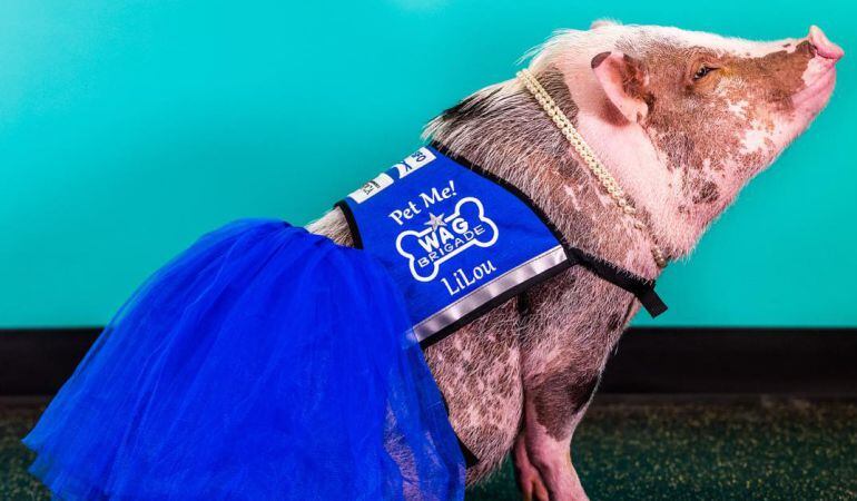 Lilou con su chaleco de 'Wag Brigade'.