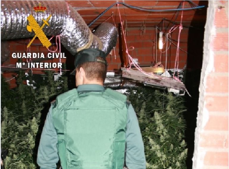 La plantación de marihuana ocupaba gran parte de una vivienda.