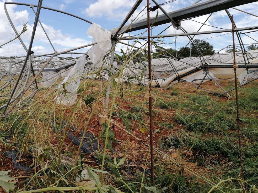 Daños en explotaciones agrarias de Mallorca por la tormenta del pasado 29 de agosto. 
 