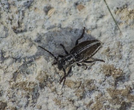 Iberodorcadion bolivari