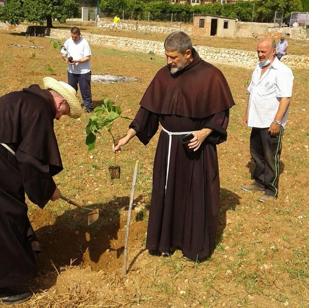 Plantación de medio centenar de paulonias