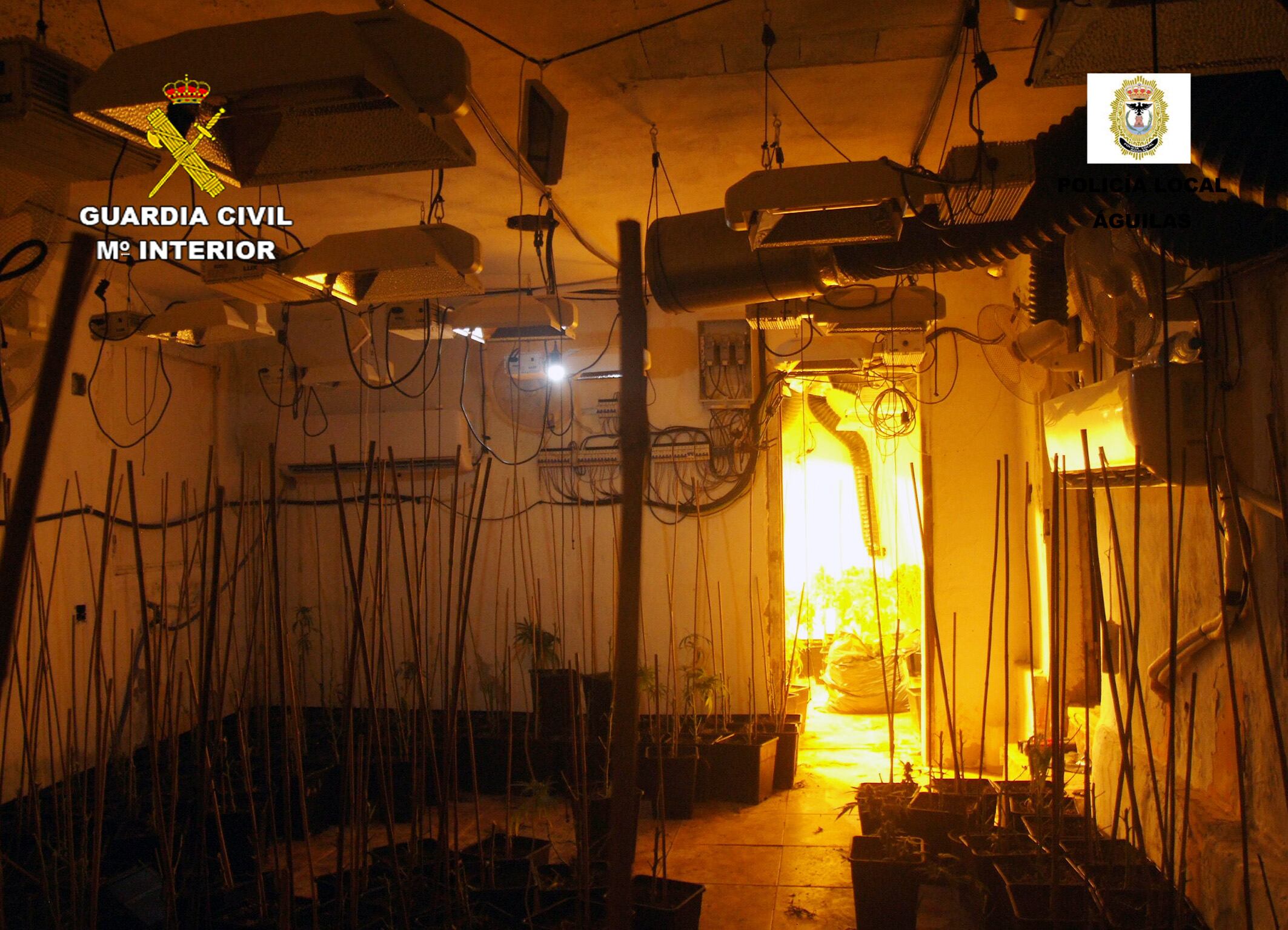 Plantación de marihuana en Águilas