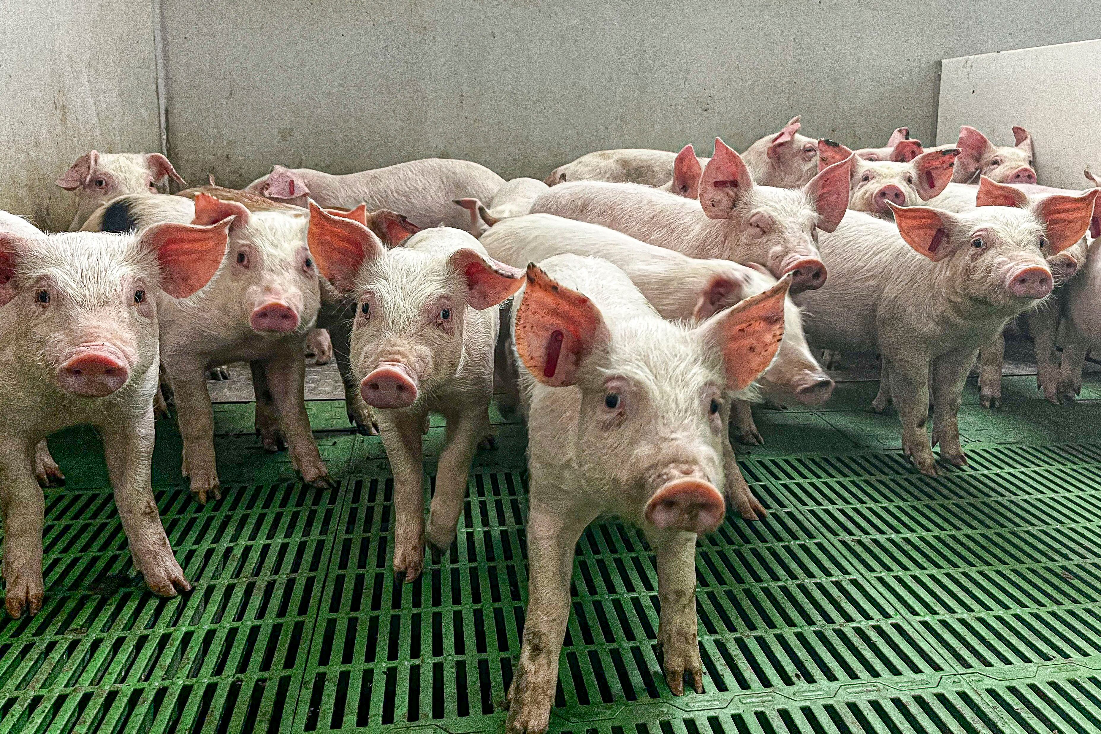 La gripe porcina no tiene nada que ver con la peste porcina africana