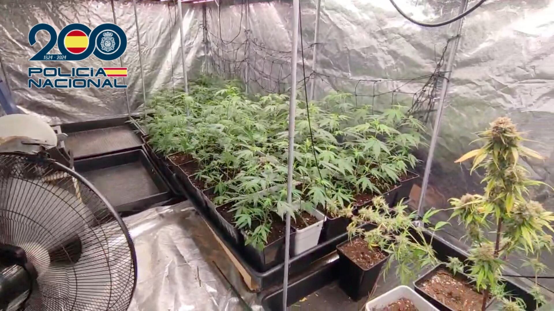 La Policía Nacional detiene a dos personas por cultivar 191 plantas de marihuana en un local de Logroño