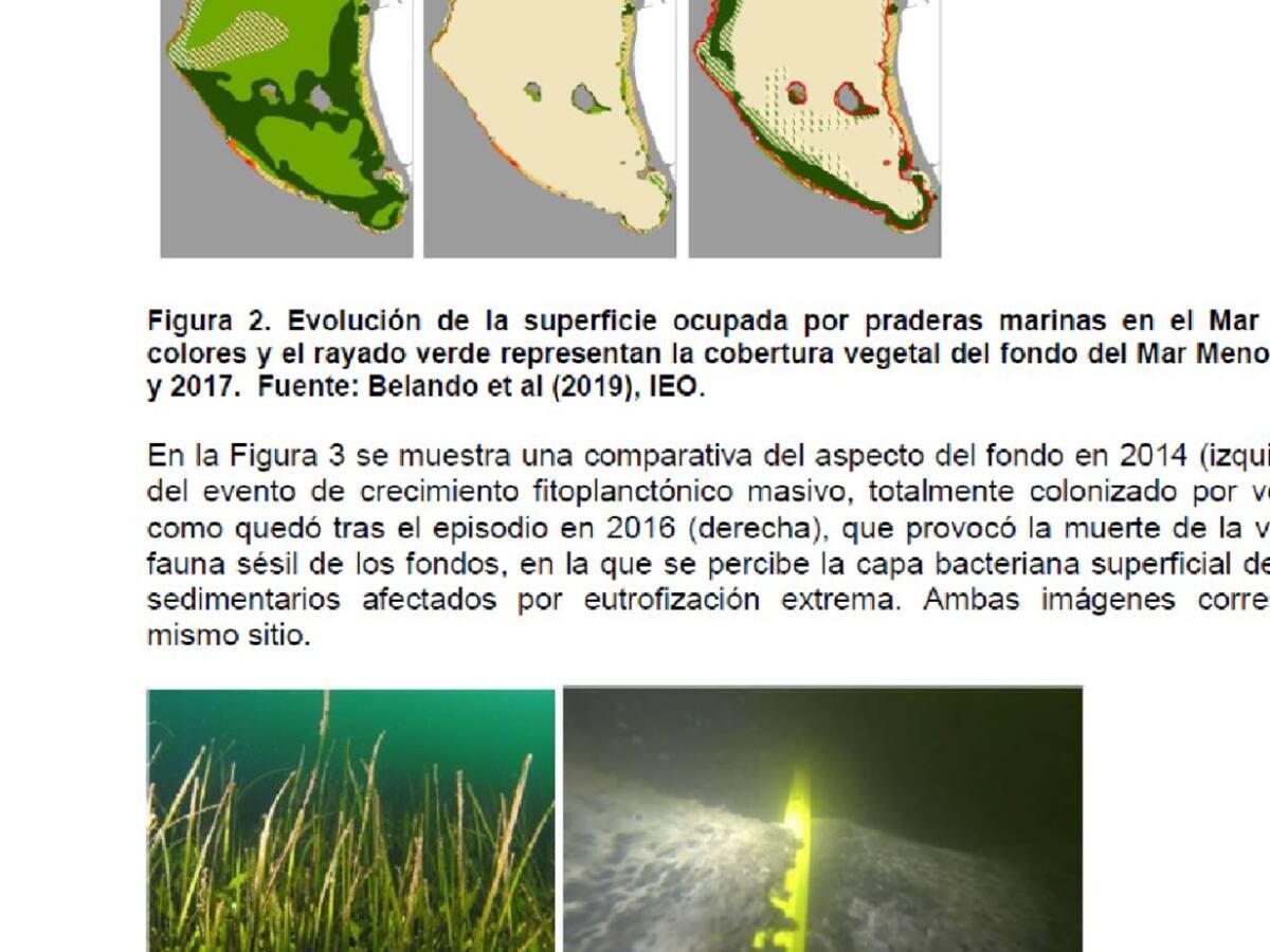 El 80% de la flora y fauna del Mar Menor muere tras el paso de la gota fría