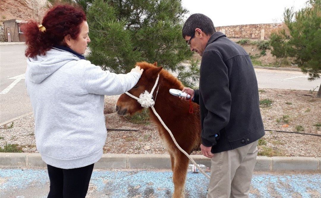 &quot;Si era un buen final que el poni hubiera encontrado un hogar en el CIFEA, mejor todavía es que haya aparecido su legítimo dueño&quot;, ha celebrado la edil lorquina