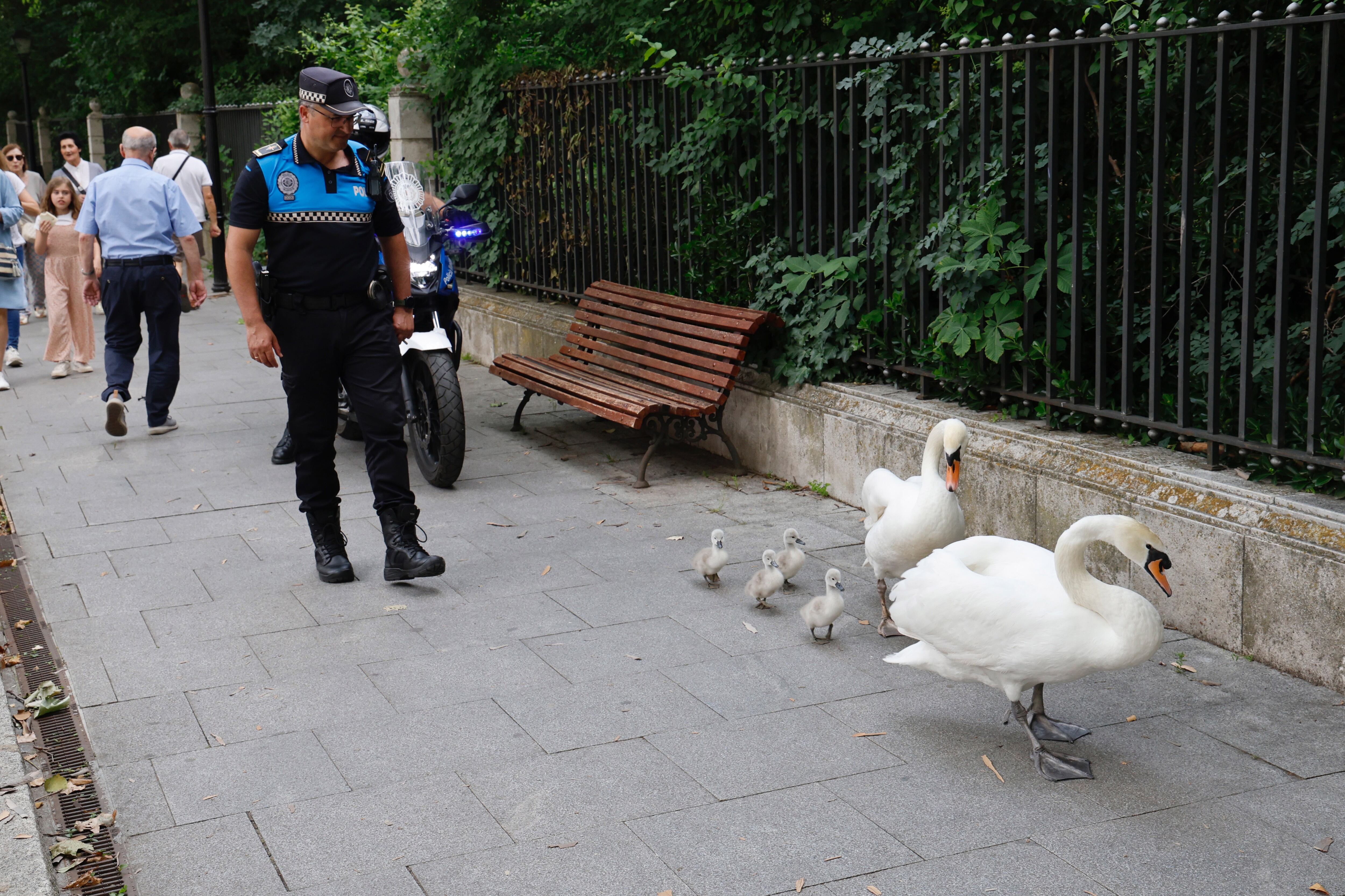 La Polic�a Local de Valladolid, acompa�a a unos cisnes y sus cr�as que salieron del recinto del Campo Grande