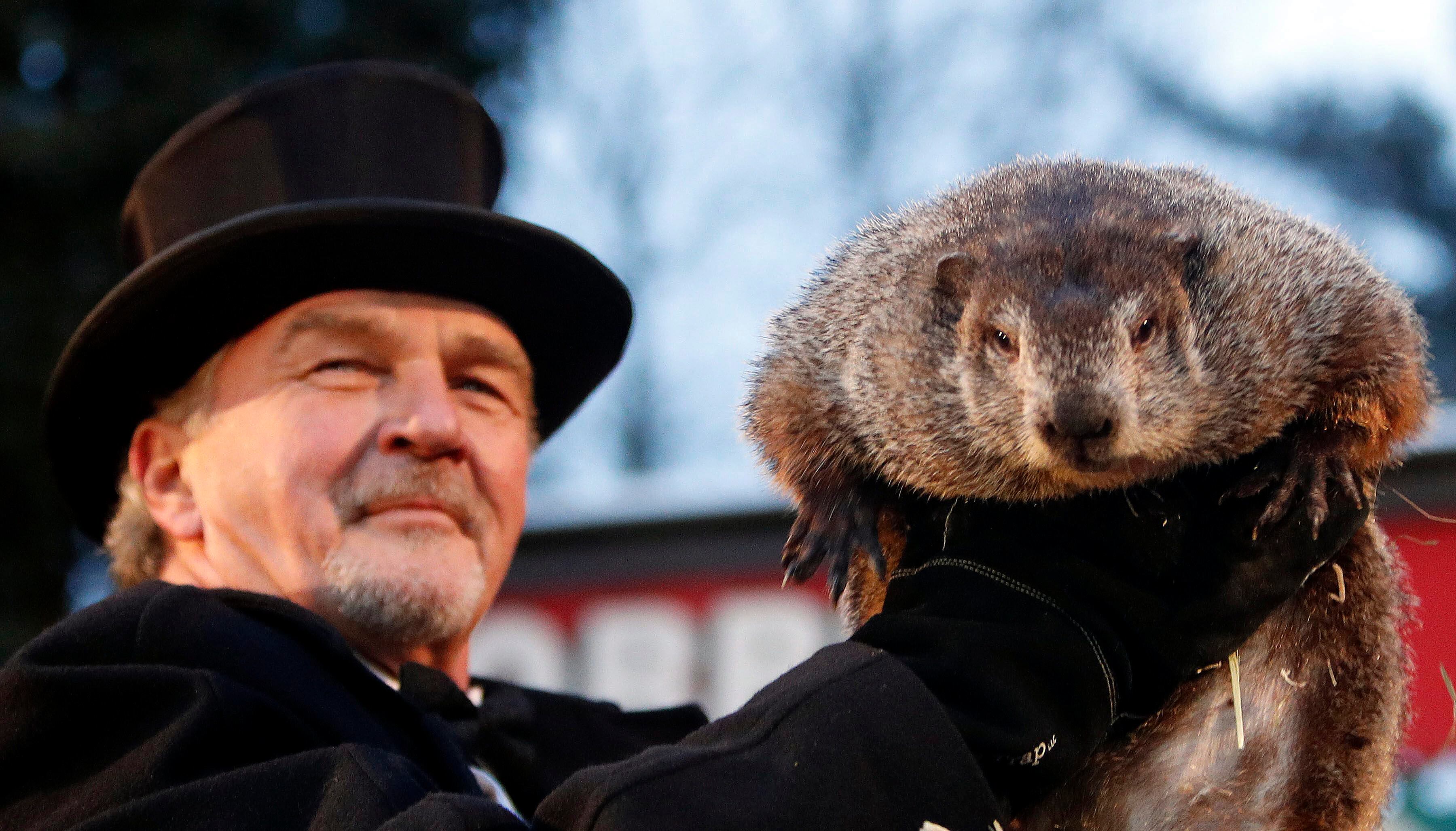 Un miembro del Club de la Marmota sostieniendo a la marmota Phil, el animal meteorólogo más famoso del mundo, durante la celebración del Día de la Marmota.