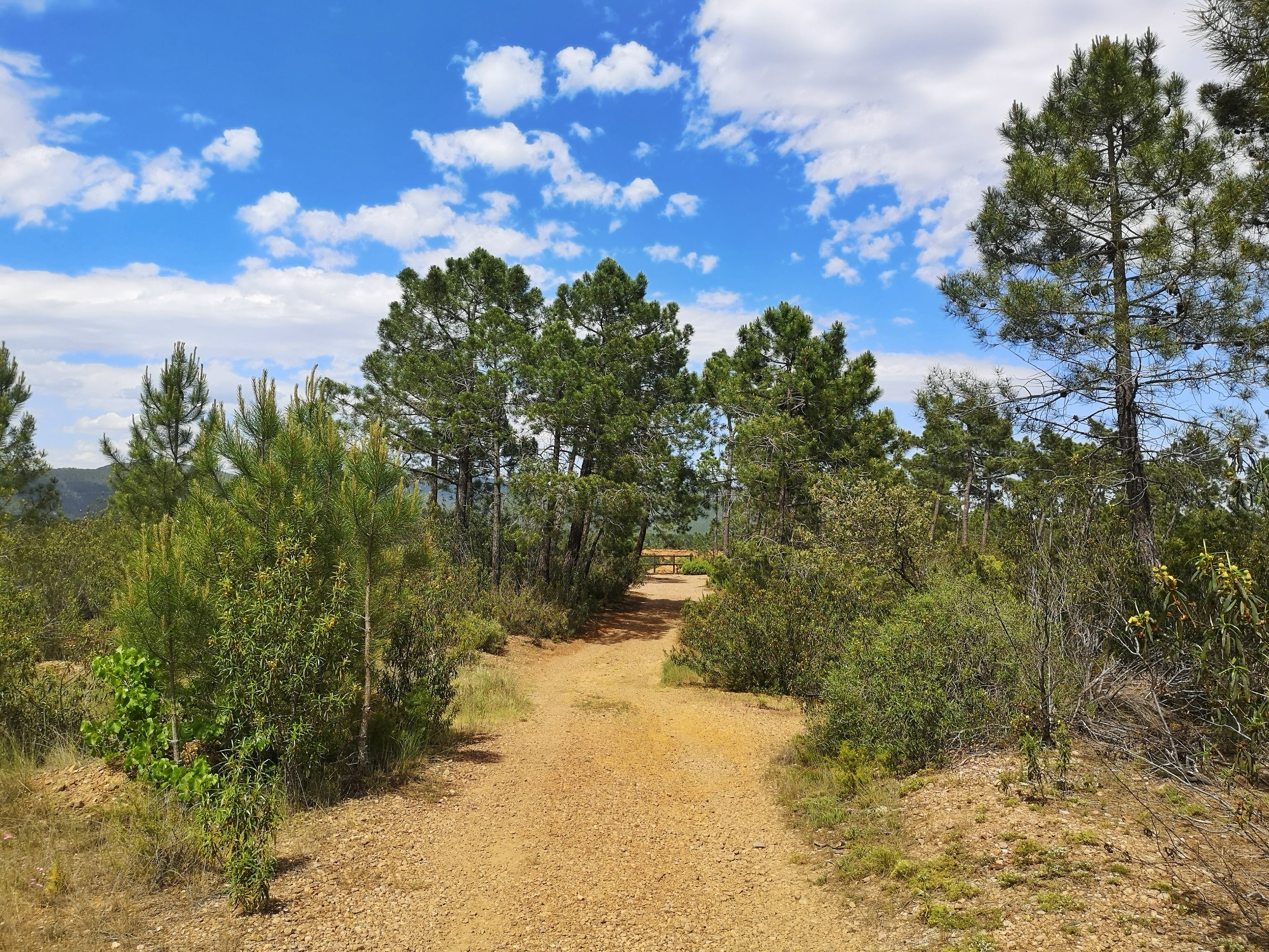 La ruta discurre entre bosques de pino rodeno, sabinas, jaras y plantas aromáticas.