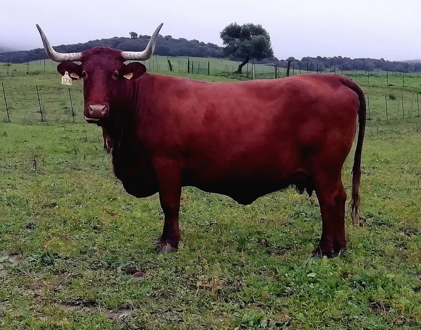 Ganadería Extensiva en la provincia de Cádiz