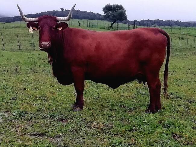 Ganadería Extensiva en la provincia de Cádiz