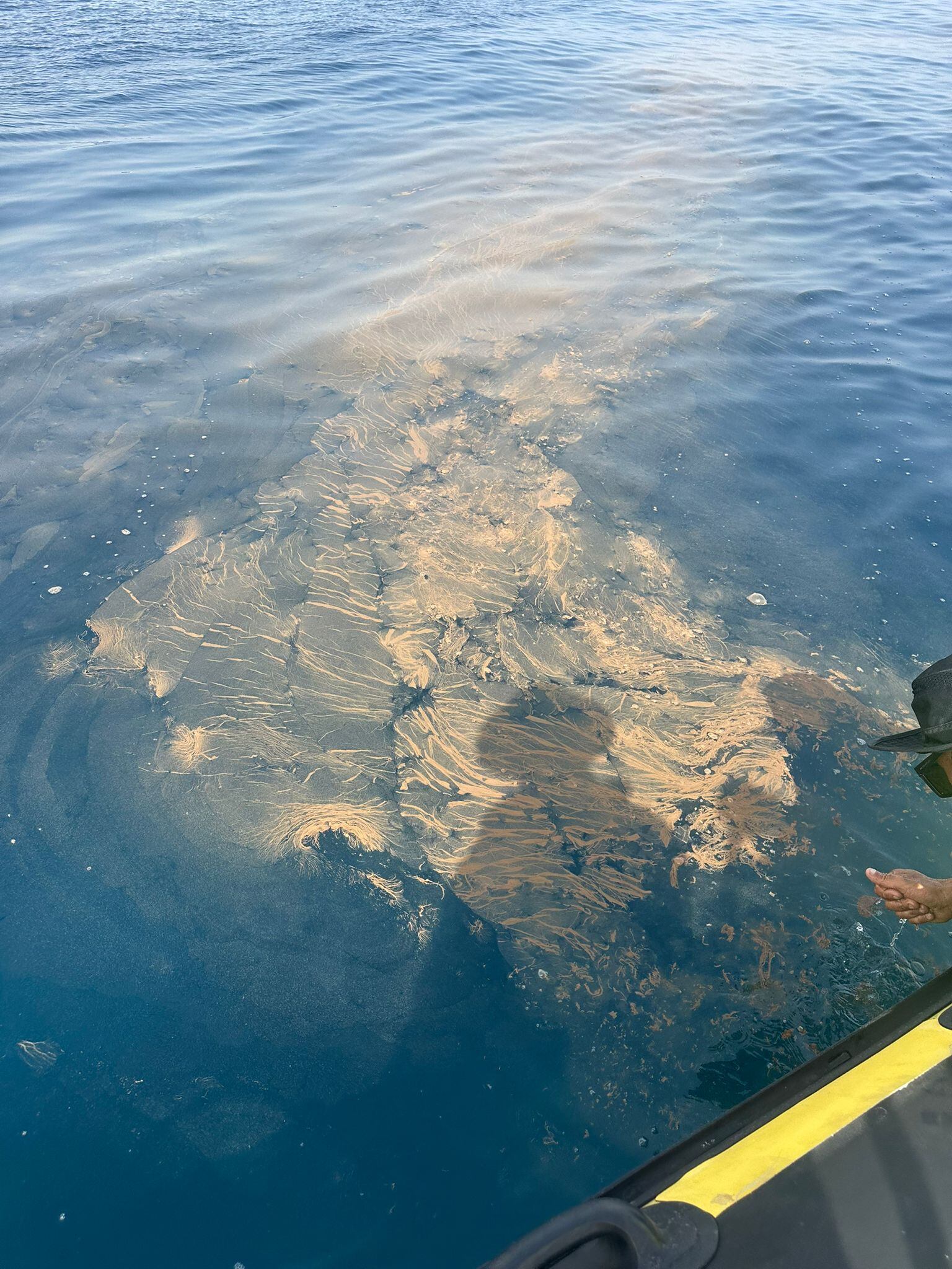 Microalgas en Matagorda, en Lanzarote.