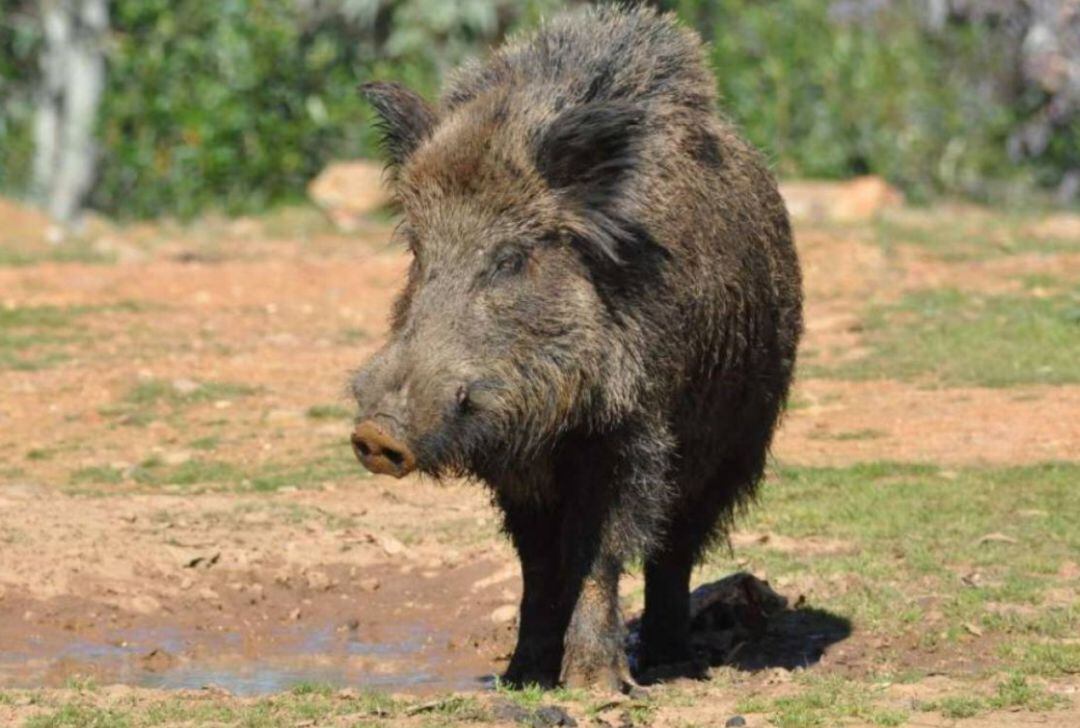 La batida estaba autorizada por Conselleria para acabar con la superpoblación de estos animales en la zona.