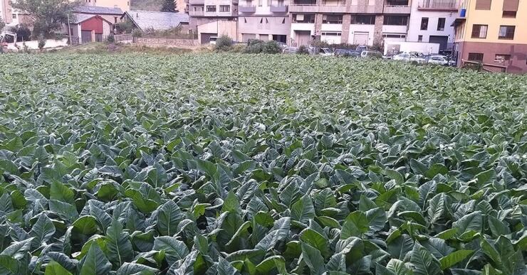 Plantació de tabac a Andorra la Vella