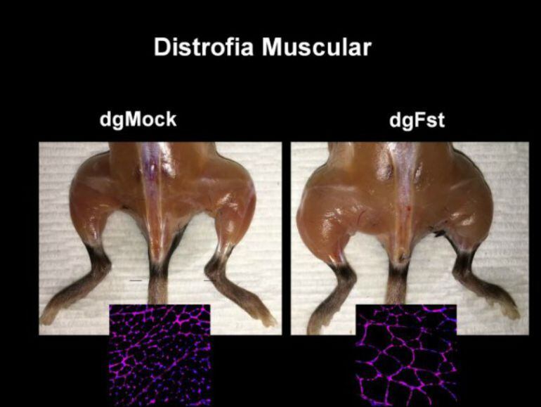 Un equipo de científicos del Instituto Salk, en Estados Unidos, ha logrado revertir la distrofia muscular en ratones sin alterar su ADN. 