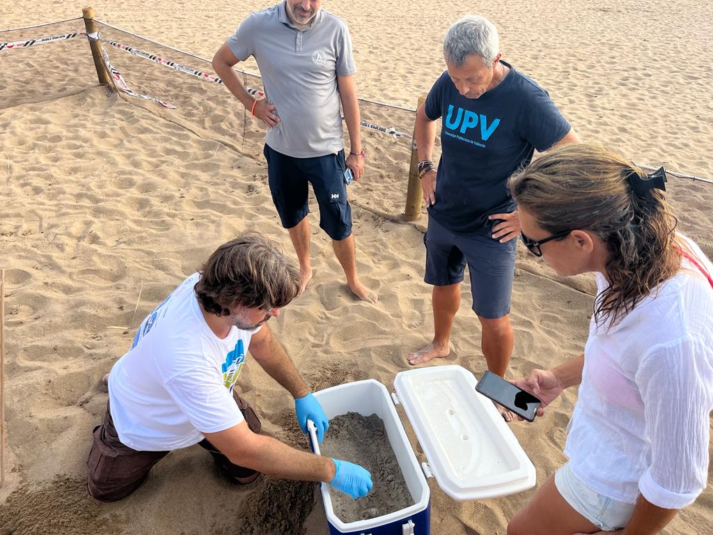 Traslado de los huevos al nido de la playa de les Albaranes.