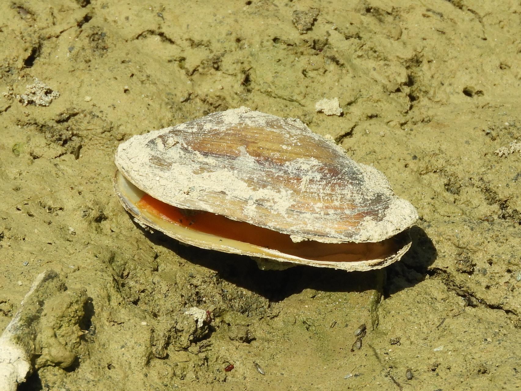 Almeja autóctona del rio Guadalhorce/ Unio delphinus