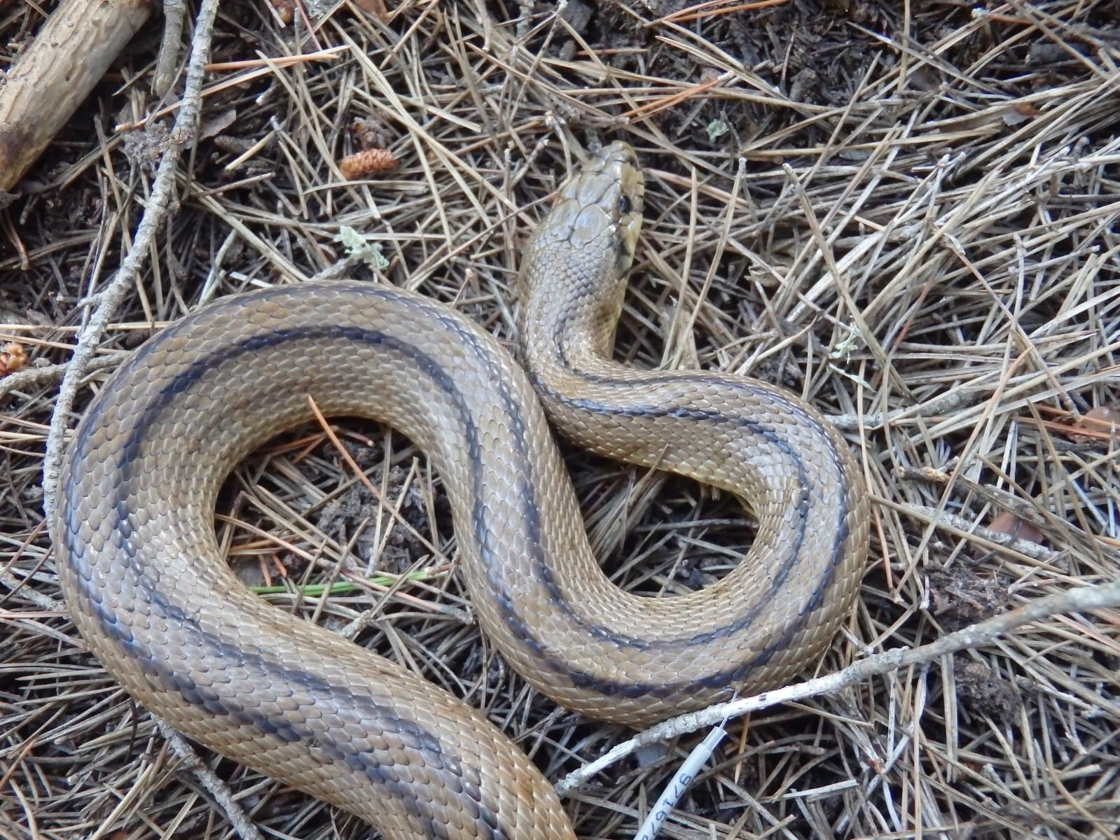 Imagen de archivo de una serpiente