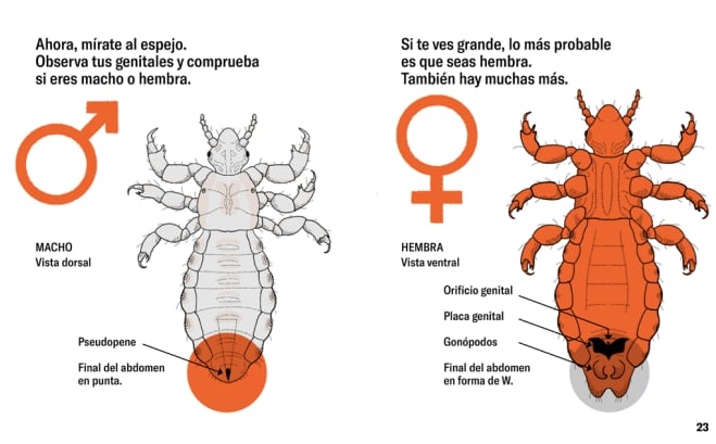 Diferencias entre el piojo hembra y el piojo macho (Litera, 2023)