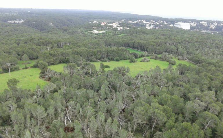 El cap de fibló i el fort vent va tombar centenars d&#039;arbres a Menorca a la tardor de 2018.