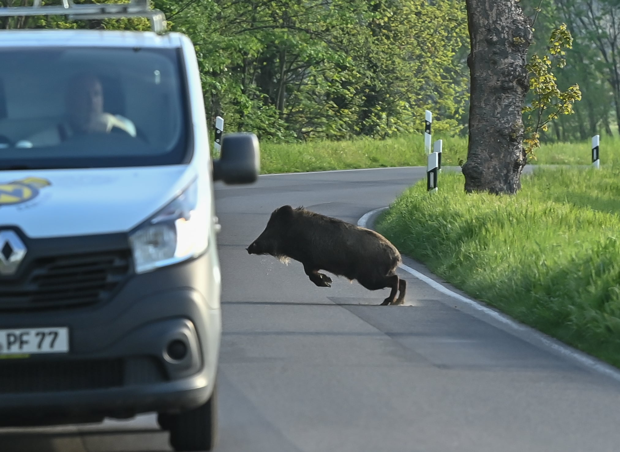 Un jabalí, cruzando una carretera en Alemania.