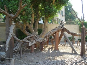 Arbol de la Virgen María en Matareia