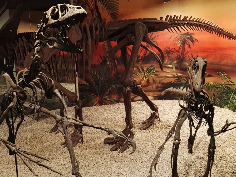 Museo Paleontológico de Elche