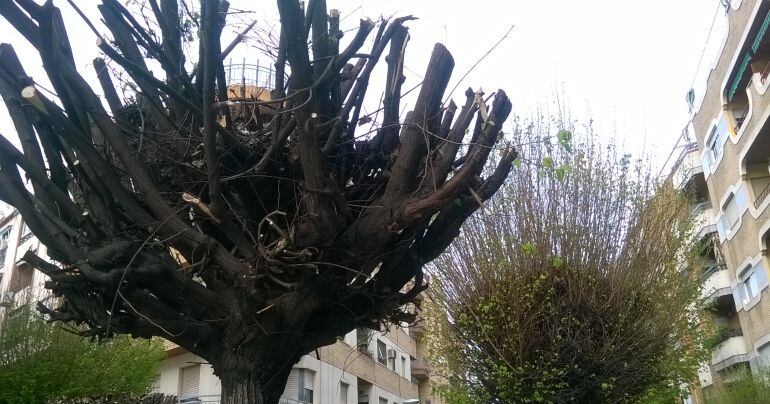 Poda &quot;agresiva&quot; en la capital jiennense